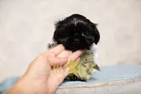 Estelle, a female Shih Tzu for sale in Vernal, UT – 2 of 3