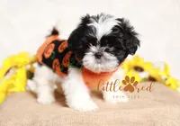 Hunter, a male Shih Tzu for sale in Vernal, UT – Photo 4 of 7