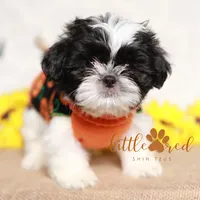 Hunter, a male Shih Tzu for sale in Vernal, UT – Photo 6 of 7