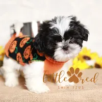 Hunter, a male Shih Tzu for sale in Vernal, UT – Photo 7 of 7