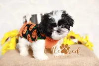 Hunter, a male Shih Tzu for sale in Vernal, UT – Photo 7 of 7