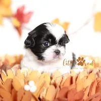 Hunter, a male Shih Tzu for sale in Vernal, UT – Photo 5 of 7