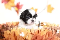 Hunter, a male Shih Tzu for sale in Vernal, UT – Photo 5 of 7