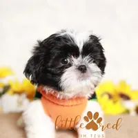 Hunter, a male Shih Tzu for sale in Vernal, UT – Photo 3 of 7