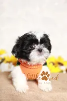 Hunter, a male Shih Tzu for sale in Vernal, UT – Photo 3 of 7