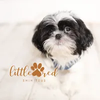 Hunter, a male Shih Tzu for sale in Vernal, UT – Photo 1 of 7