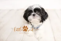 Hunter, a male Shih Tzu for sale in Vernal, UT – Photo 1 of 7