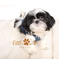 Hunter, a male Shih Tzu for sale in Vernal, UT – Photo 2 of 7