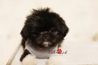 Aspen, a male Shih Tzu for sale in Vernal, UT – 3 of 5