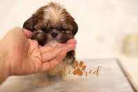 Dutton , a female Shih Tzu for sale in Vernal, UT – 3 of 3