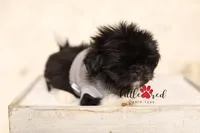 Aspen, a male Shih Tzu for sale in Vernal, UT – 2 of 5