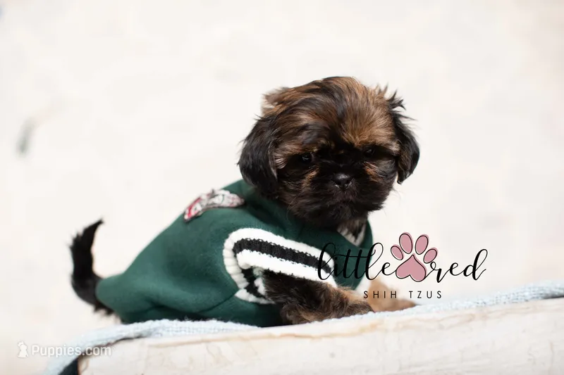 Kingston – Shih Tzu puppy for sale in Vernal, UT