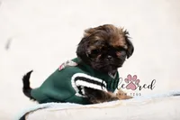 Kingston, a male Shih Tzu for sale in Vernal, UT – 1 of 5