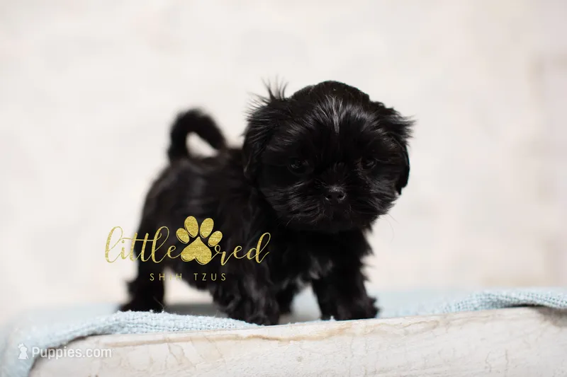 Estelle – Shih Tzu puppy for sale in Vernal, UT