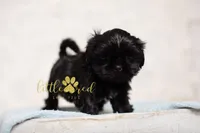 Estelle, a female Shih Tzu for sale in Vernal, UT – 1 of 3