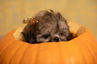 Elvis , a male Shih Tzu for sale in Vernal, UT – 3 of 5