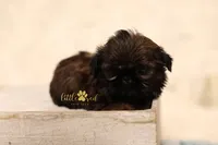 Fancy, a female Shih Tzu for sale in Vernal, UT – 3 of 3