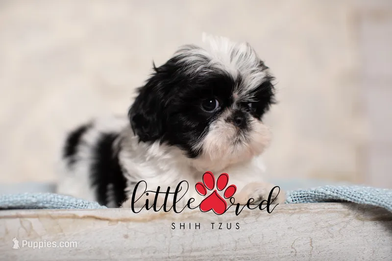 Perdy – Shih Tzu puppy for sale in Vernal, UT