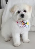 Chanel, a female Maltese and Pomeranian for sale in Pflugerville, TX – 2 of 2