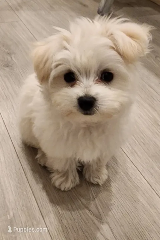 Chanel, a female Maltese and Pomeranian for sale in Pflugerville, TX – 1 of 2