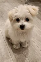 Chanel, a female Maltese and Pomeranian for sale in Pflugerville, TX – 1 of 2