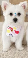 Coco, a female Maltese and Pomeranian for sale in Pflugerville, TX – 1 of 1