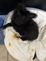 milo, a male Chihuahua and Yorkshire Terrier for sale in Shelby Charter Township, MI – 3 of 4
