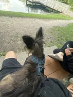 milo, a male Chihuahua and Yorkshire Terrier for sale in Shelby Charter Township, MI – 2 of 4