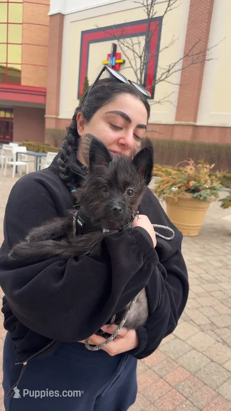 milo – Chihuahua, Yorkshire Terrier puppy for sale in Shelby Charter Township, MI