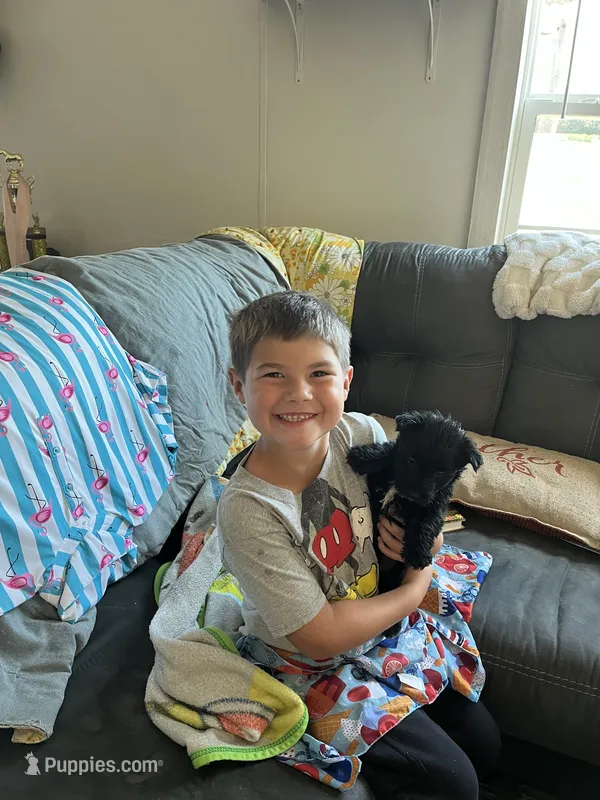 Bonnie – Scottish Terrier puppy for sale in Whiteville, NC