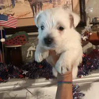 Winston, a male West Highland White Terrier for sale in Whiteville, NC – 1 of 1