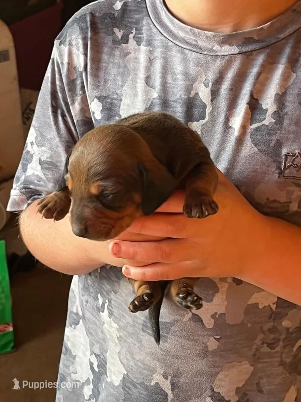 Pumpkin – Dachshund puppy for sale in Whiteville, NC