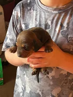 Pumpkin, a male Dachshund for sale in Whiteville, NC – 1 of 1