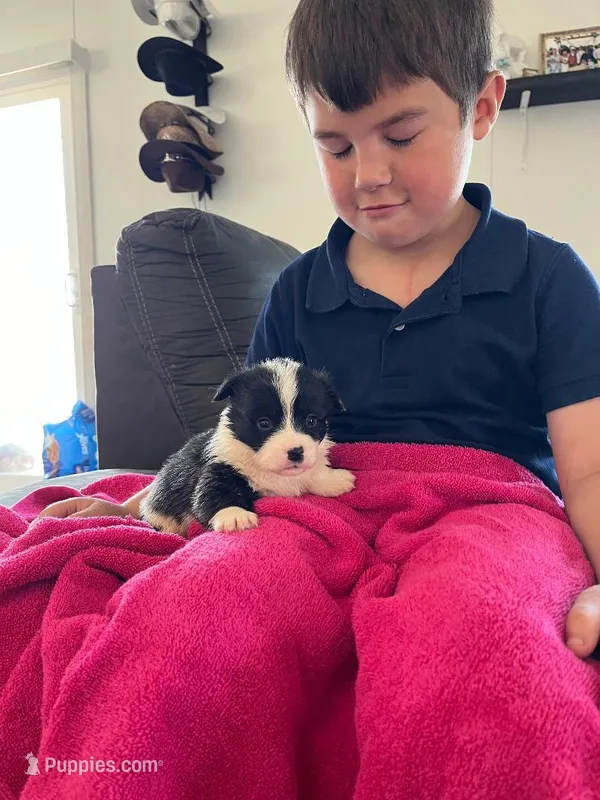 Boston – Pembroke Welsh Corgi puppy for sale in Whiteville, NC