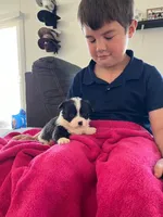 Annie, a female Pembroke Welsh Corgi for sale in Whiteville, NC – 1 of 1