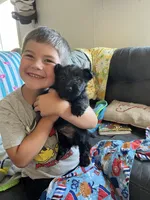 Billy, a male Scottish Terrier for sale in Whiteville, NC – 1 of 1