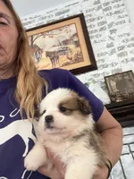 Honey, a female Pembroke Welsh Corgi for sale in Whiteville, NC – Photo 2 of 2
