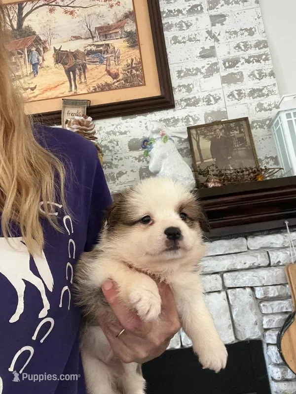 Honey – Pembroke Welsh Corgi puppy for sale in Whiteville, NC