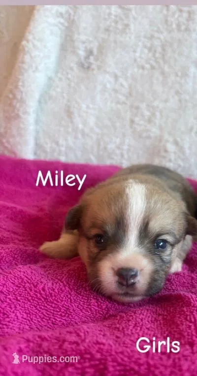 Annie – Pembroke Welsh Corgi puppy for sale in Whiteville, NC