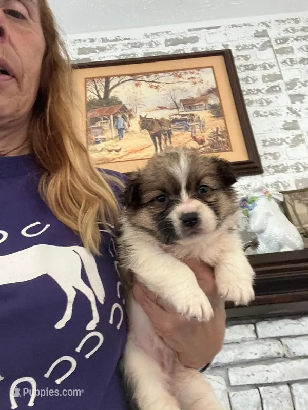 Gracie – Pembroke Welsh Corgi puppy for sale in Whiteville, NC