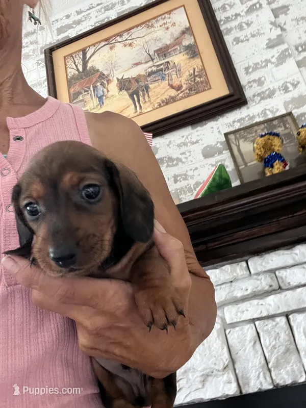King – Miniature Dachshund puppy for sale in Whiteville, NC