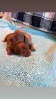 Max, a male Dachshund for sale in Whiteville, NC – 2 of 2