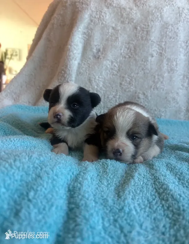 Boston – Pembroke Welsh Corgi puppy for sale in Whiteville, NC