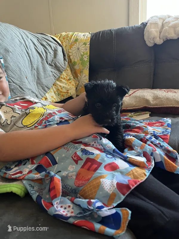 Buster – Scottish Terrier puppy for sale in Whiteville, NC
