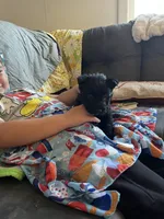 Buster, a male Scottish Terrier for sale in Whiteville, NC – 1 of 1