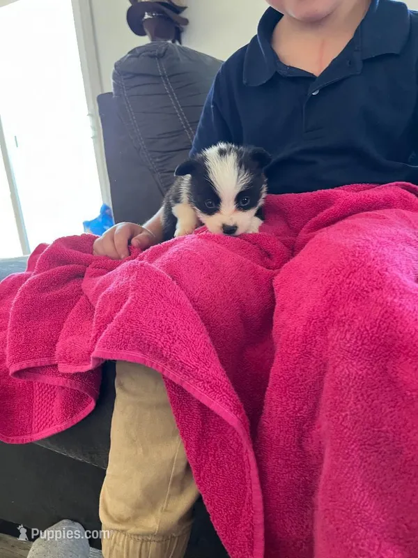 Penny – Pembroke Welsh Corgi puppy for sale in Whiteville, NC