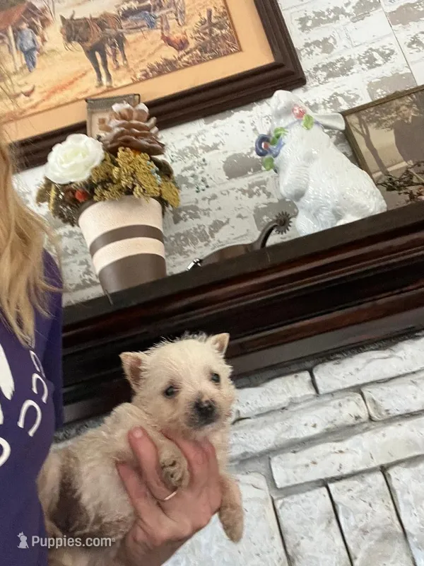 Mandy – West Highland White Terrier puppy for sale in Whiteville, NC