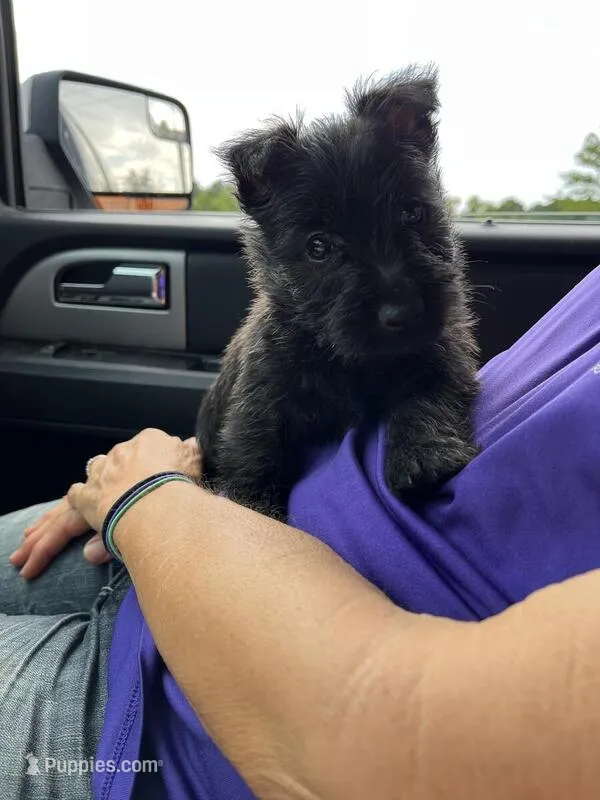 Buster – Scottish Terrier puppy for sale in Whiteville, NC