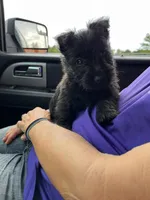 Buster, a male Scottish Terrier for sale in Whiteville, NC – 1 of 1