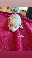 Lucy, a female West Highland White Terrier for sale in Whiteville, NC – 1 of 1